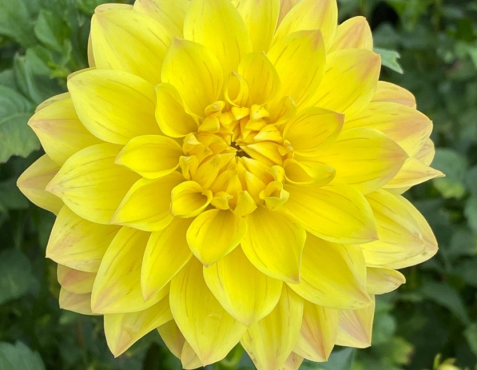 Dalia decorativă Galbenă