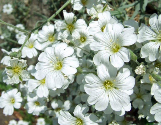 Cerastium