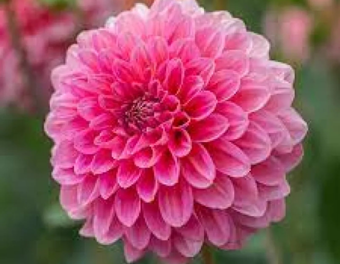 Dalia decorativă ´Pink´