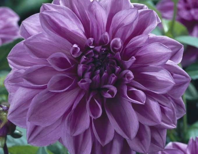 Dalia decorativă ´Violet´