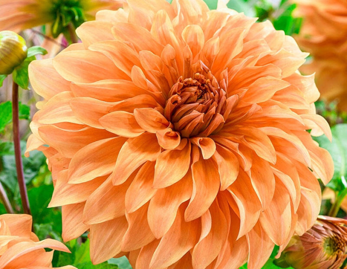 Dalia decorativă ´Orange´