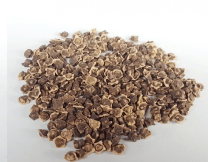 Sedos Sfeclă furajeră ´Buchansky cilindru galben´ 100g