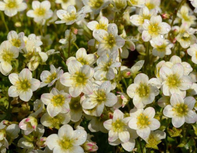 Saxifraga Alpino Early Lime