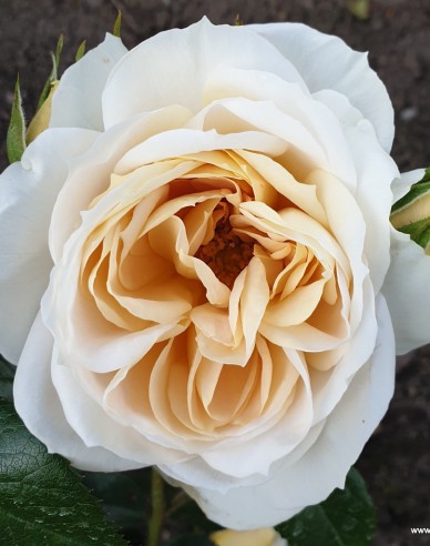 Trandafir "Lions Rose