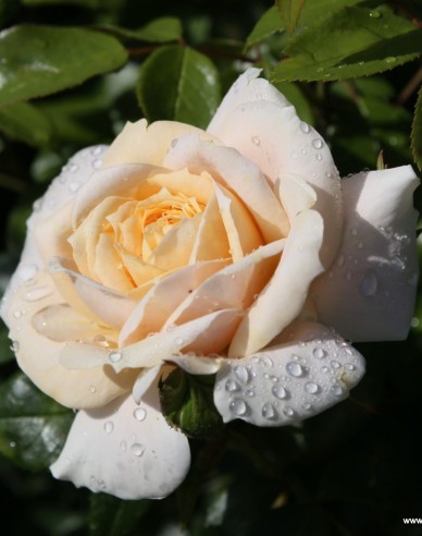 Trandafir "Lions Rose