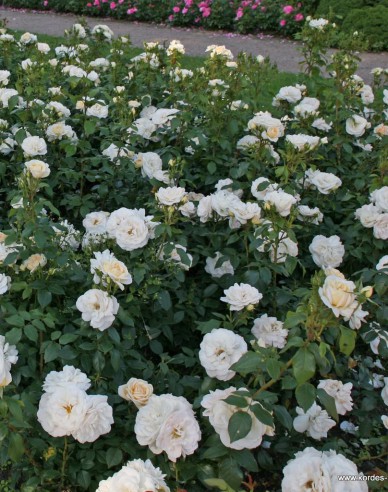 Trandafir "Lions Rose