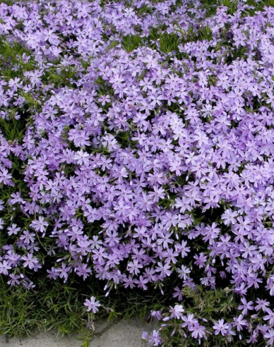 Phlox ´Emerald Cushion Blue´