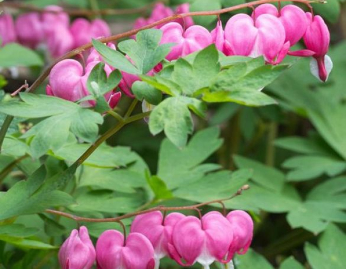 Cerceii-Doamnei ´Pink´