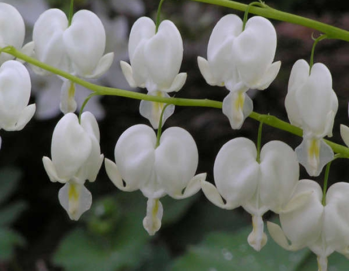 Cerceii-doamnei´White´