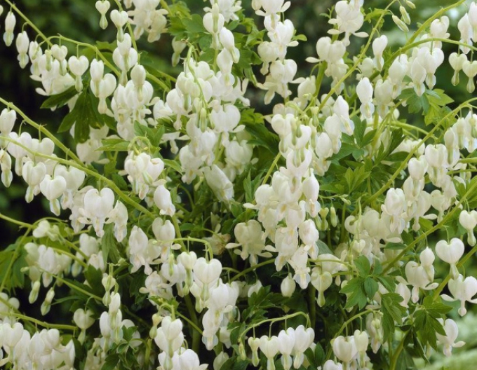 Cerceii-doamnei´White´