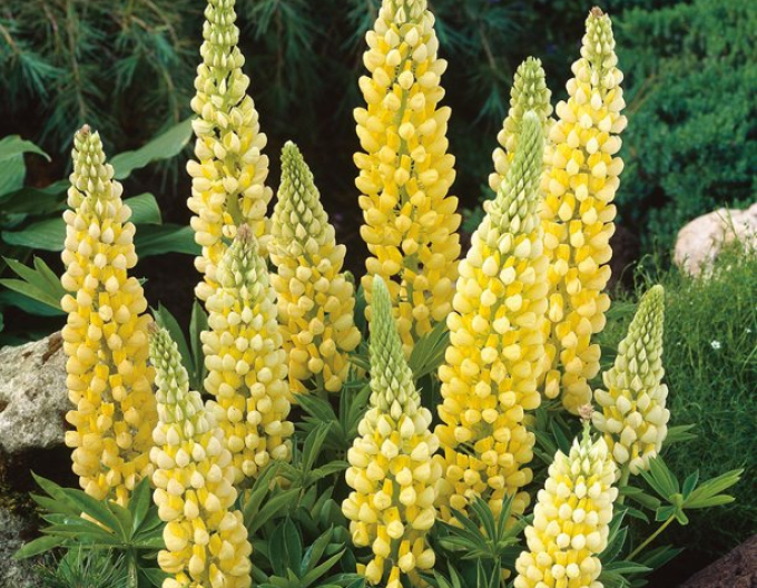 Lupin Galben