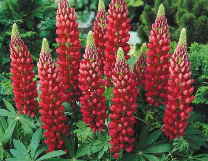Lupin "roșu