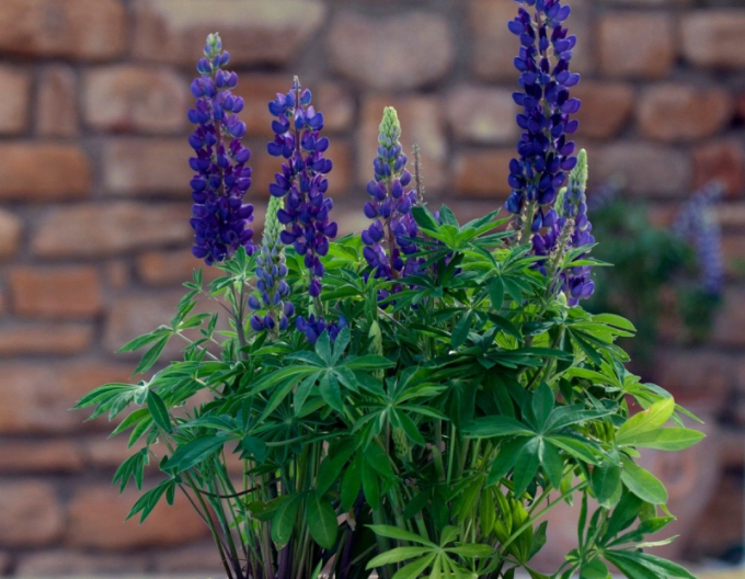 Lupin ´Blue´