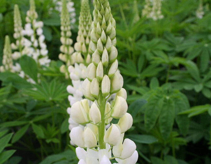 Lupin ´White´