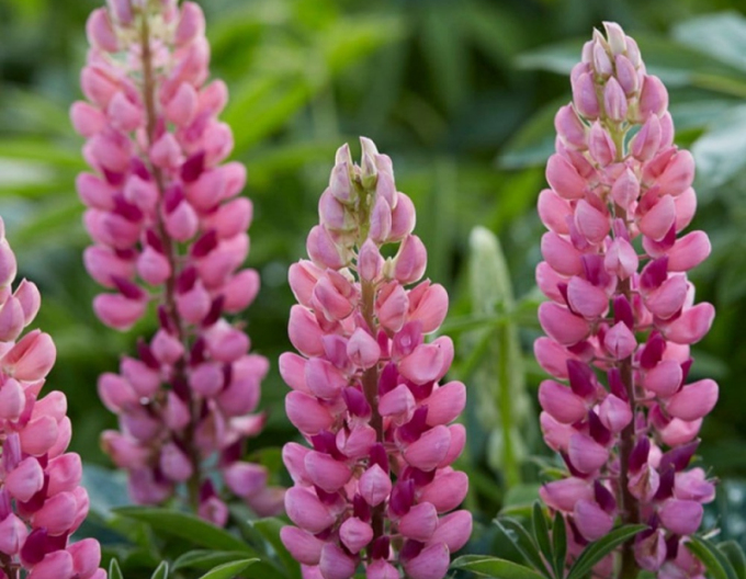 Lupin "roz
