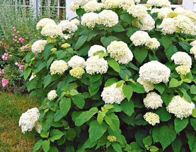 Hortensie arborescentă Annabelle 2l