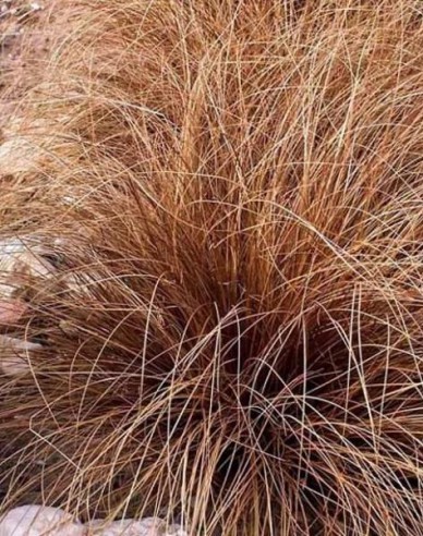 Carex buchananii