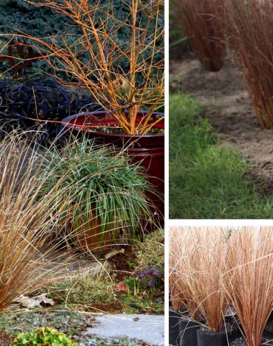 Carex buchananii