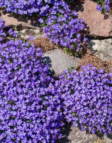 Aubrieta ´Audrey Blue Shades´