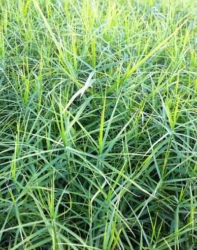 Carex ´Little Midge´