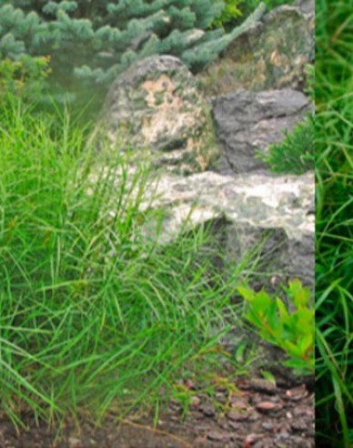 Carex ´Little Midge´