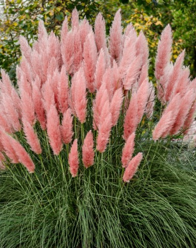 Cortaderia selloana (iarbă de pampas) ´Rosea´