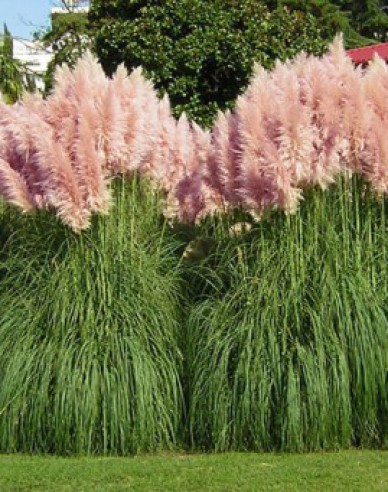 Cortaderia selloana (iarbă de pampas) ´Rosea´