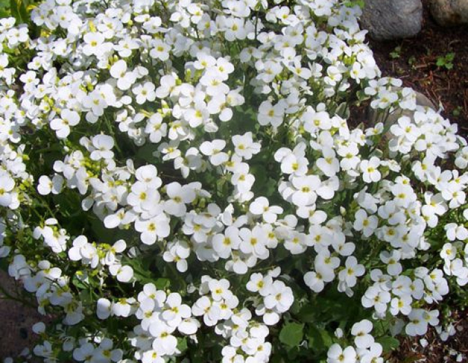 Gâscariță ´Little Treasure White´