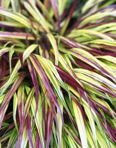 Hakonechloa macra ´Naomi´