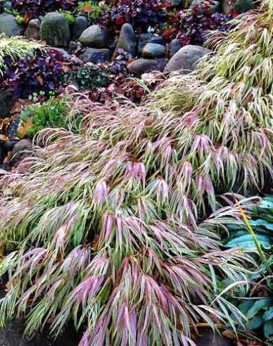 Hakonechloa macra ´Naomi´