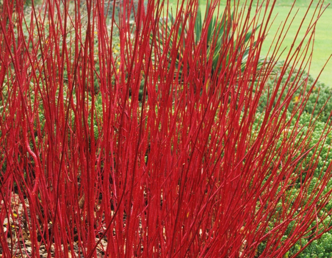 Cornus alba SIBIRICA VARIEGATA