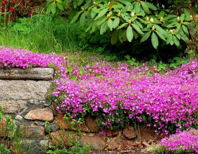 Aubrieta Arabis ´Little Treasure Deep Rose´