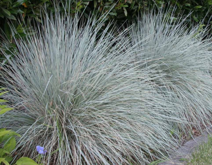 Helictotrichon sempervirens ´Saphirsprudel´