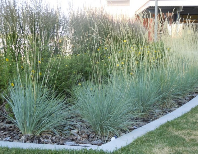 Helictotrichon sempervirens ´Saphirsprudel´