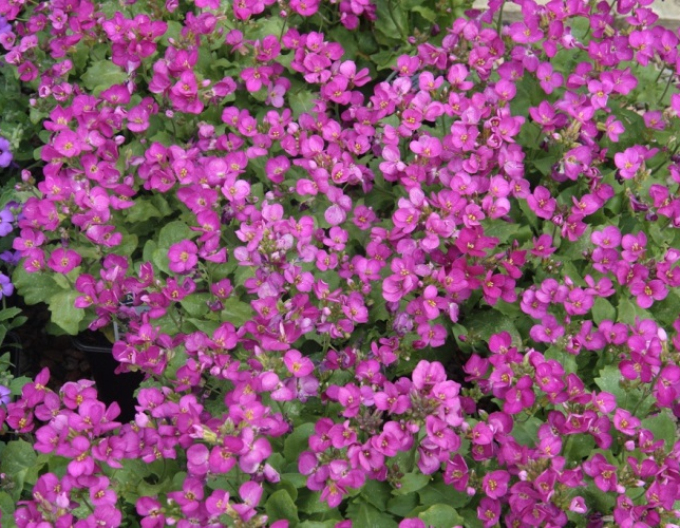 Aubrieta Arabis ´Little Treasure Deep Rose´