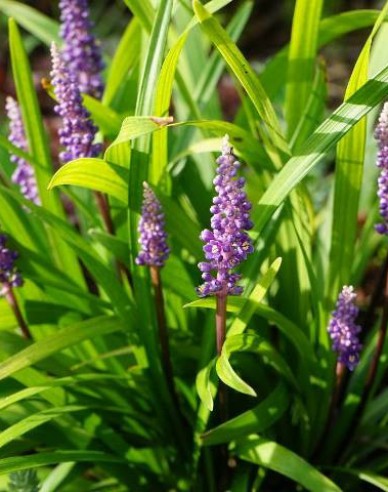 Liriope albastru ´Purple Passion´