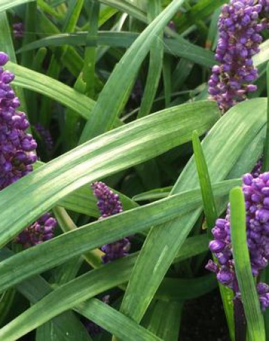 Liriope albastru ´Purple Passion´