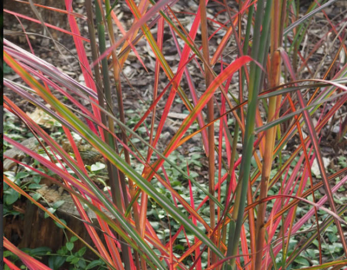 Miscanthus sinensis ´Neil Lucas´