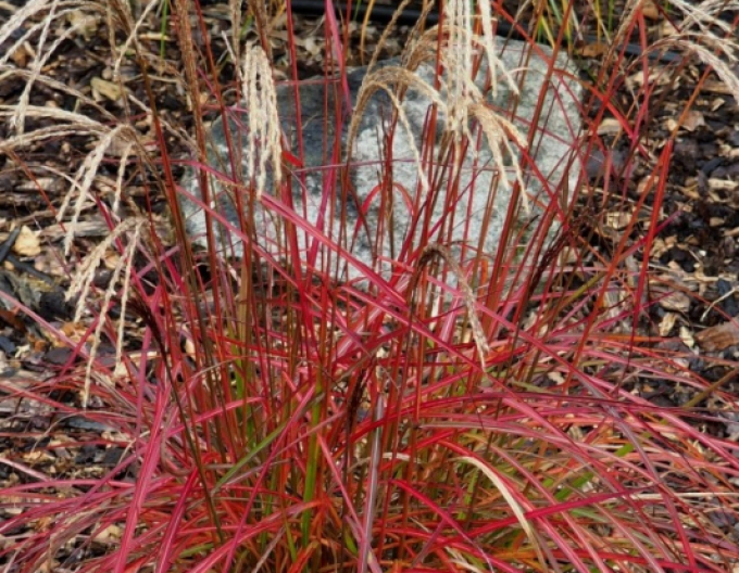 Miscanthus sinensis ´Neil Lucas´
