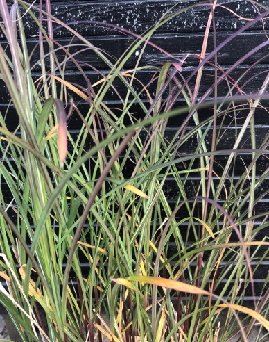 Miscanthus sinensis Serengeti