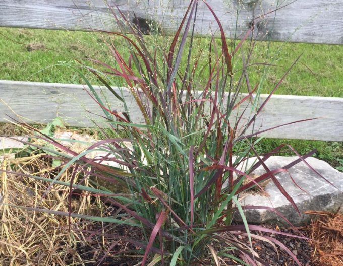 Meiul ornamental ´Hot Rot´