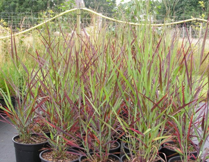 Meiul ornamental ´Hot Rot´