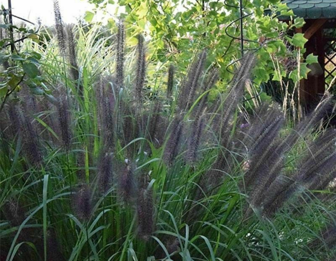 Pennisetum Black Beauty