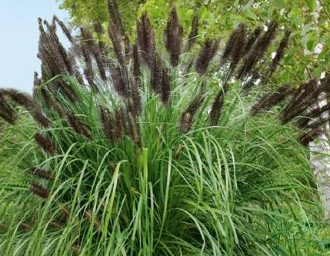 Pennisetum Black Beauty