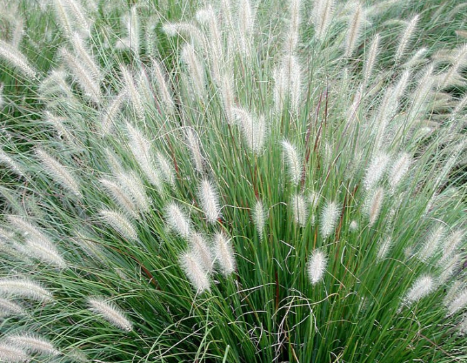 Iarbă de pampas Foxtrot