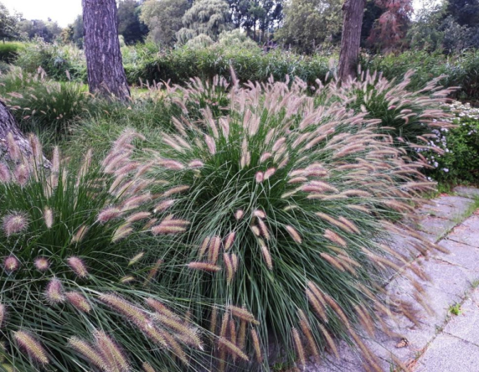 Iarbă de pampas Foxtrot