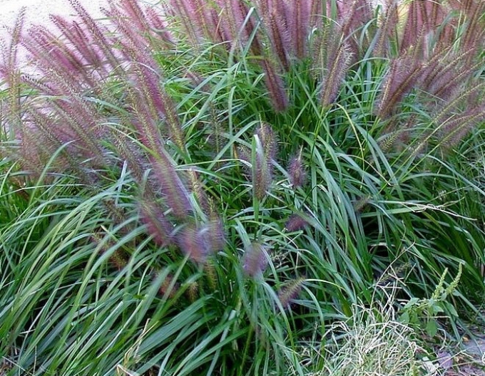 Iarbă de pampas