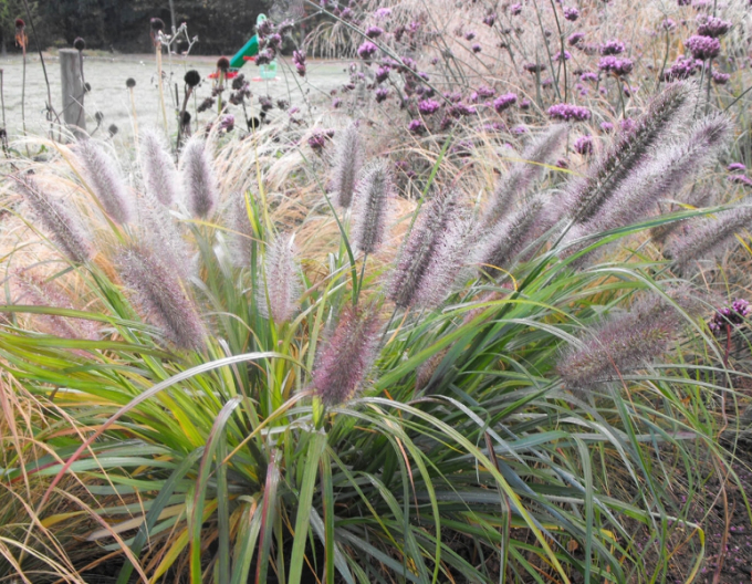 Iarbă de pampas