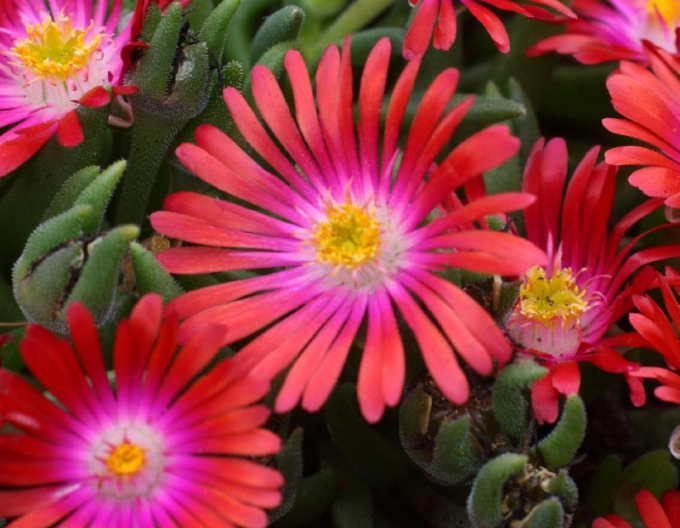 Delosperma "Bijuteria deșertului Garnet