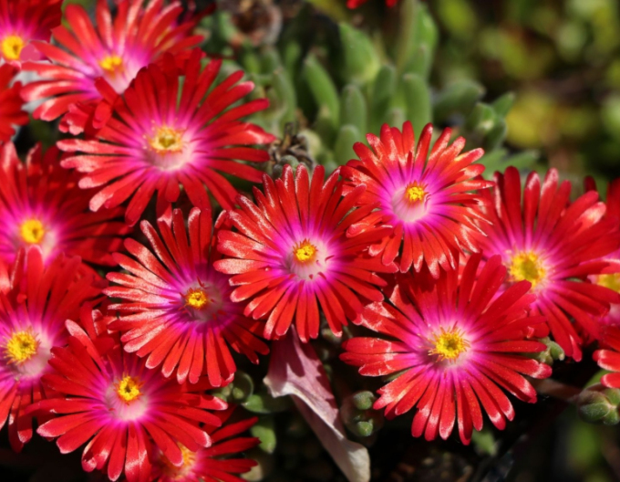 Delosperma "Bijuteria deșertului Garnet